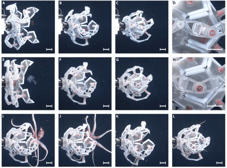 Прости, кальмар: этот робот может ловить хрупких морских существ, не причиняя им вреда